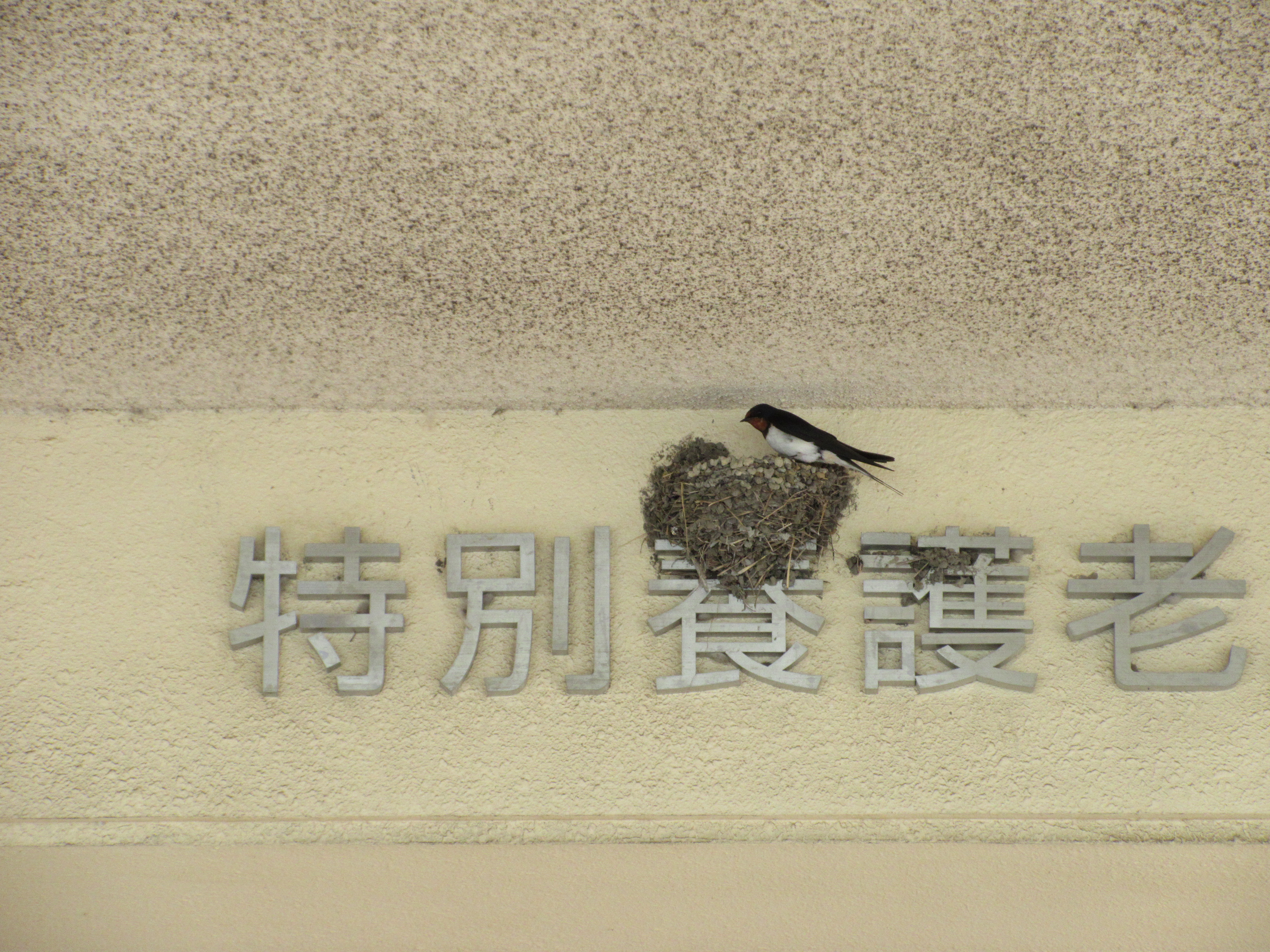 ツバメ通信